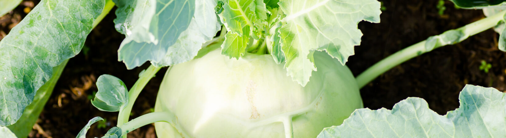 Wusstest du das Kohlrabiblätter doppelt so viel Vitamin C haben