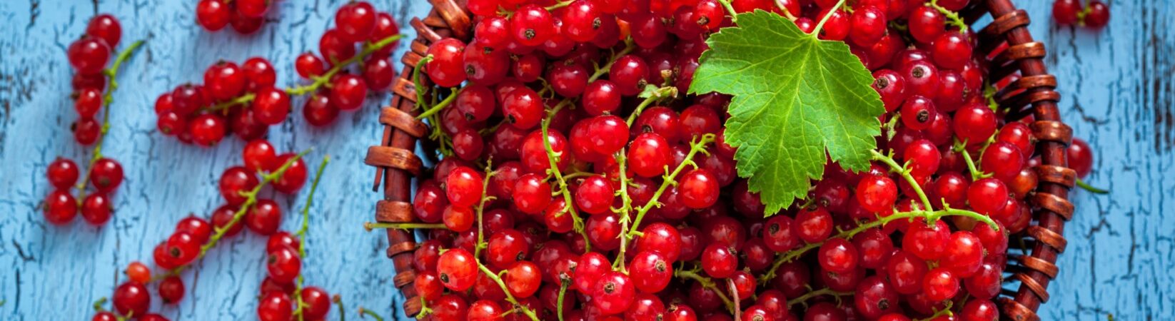 Johannisbeeren – Echtes Beauty Food für Haut und Haare